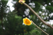 「バラのような花」 ブラジリアンローズの黄色い花が咲き始めました
