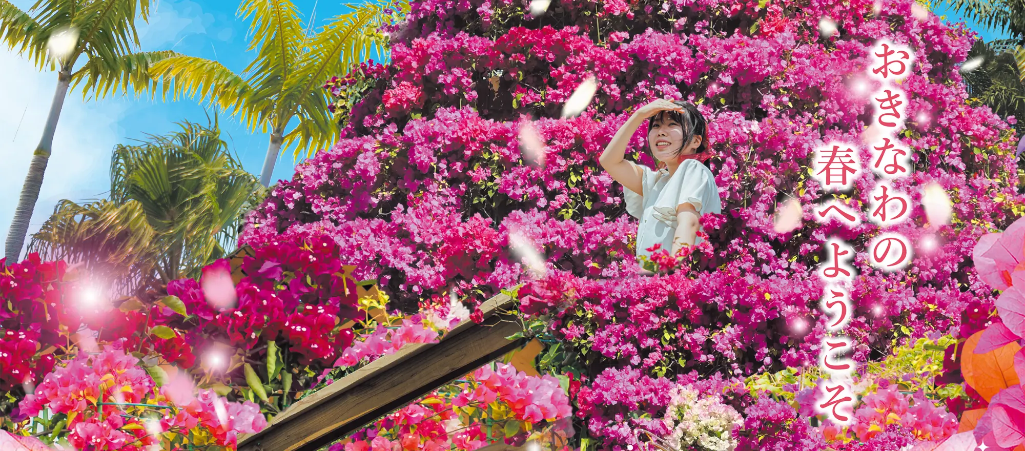 おきなわ　ブーゲンフェア　2026/2/28～5/6　日本最大級100万輪のブーゲンビレアが咲き誇る