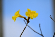 沖縄で卒業の花といえば…