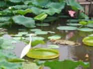 野鳥の花見♪