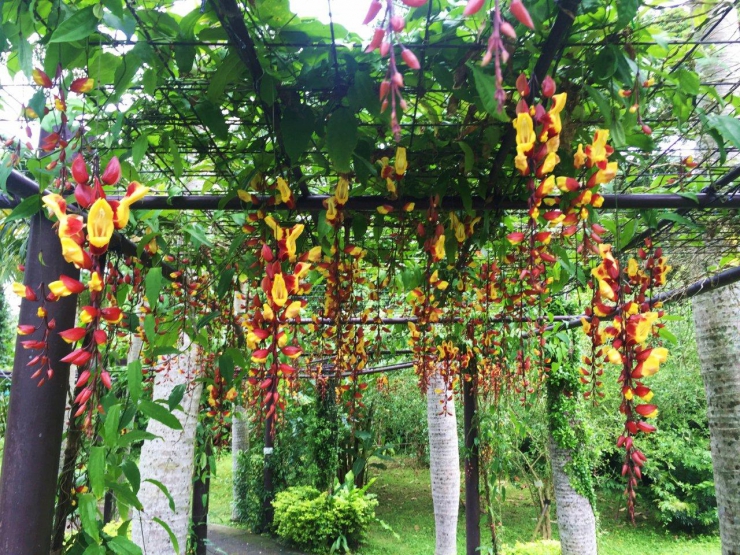 スタッフブログ | 【公式】東南植物楽園 | 沖縄北インターからすぐ
