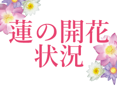 【蓮の開花情報】