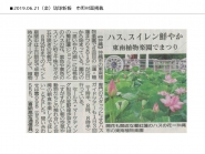 琉球新報市町村面へ掲載されました「蓮睡蓮まつり」
