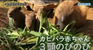 琉球新報「カピバラ赤ちゃん誕生」について紹介されました