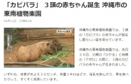 NHK沖縄「カピバラ赤ちゃん」について紹介されました