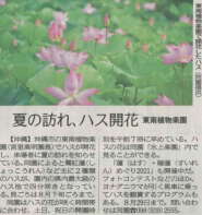 琉球新報 市町村23面「蓮開花」について掲載されました