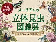 【10/3（土）より開催！】メーリアンの立体昆虫図譜展