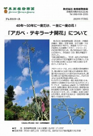 40年～50年に一度だけ、一生に一度の花 「アガベ・テキラーナ開花」について