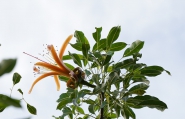 貴重なザーバオバブに 生命力溢れる色鮮やかな１輪の花が咲きました 