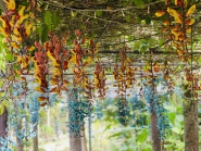 園内で美しく咲く この季節だけの花風景｜ 神秘の花「 ヒスイカズラ 」と 上品で華麗な「マイソルヤハズカズラ」が見頃