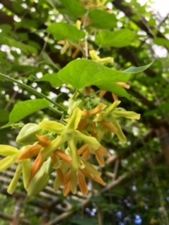 スタッフブログ 公式 東南植物楽園 沖縄北インターからすぐ