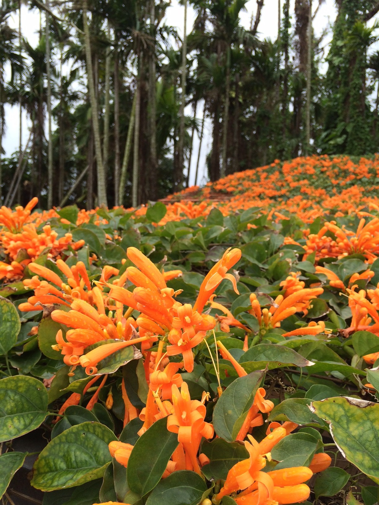 スタッフブログ 公式 東南植物楽園 沖縄北インターからすぐ
