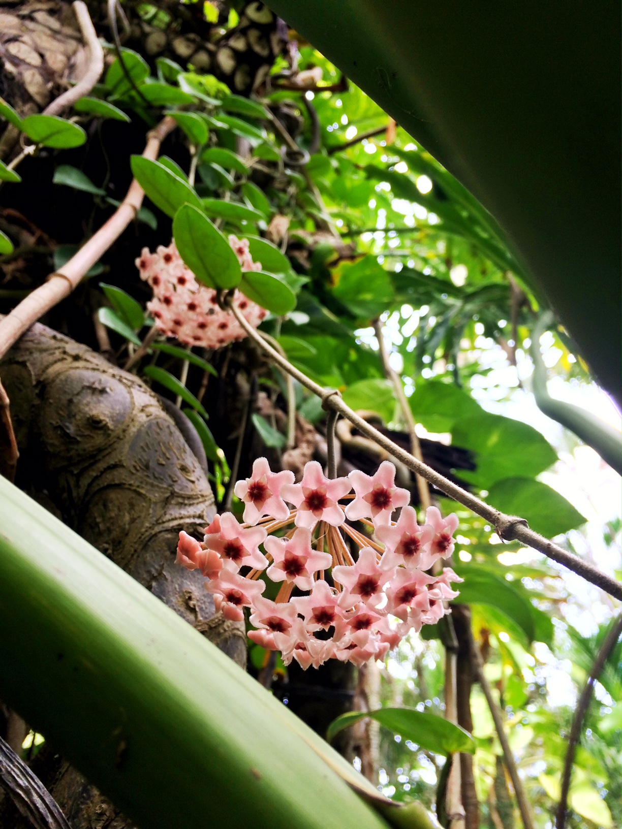 スタッフブログ | 【公式】東南植物楽園 | 沖縄北インターからすぐ