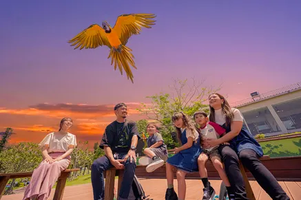 Sunset Bird Show