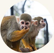 Capybara and squirrel monkeys Petting Zoo