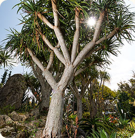 Dragon blood trees