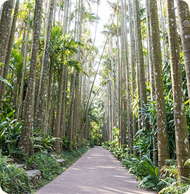 Alexander palm-lined street