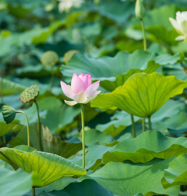 Anapia Antonini  花の市場　サインあり 淡路島夏の花 あじさいの花 | 【公式】淡路島西海岸 by PASONA