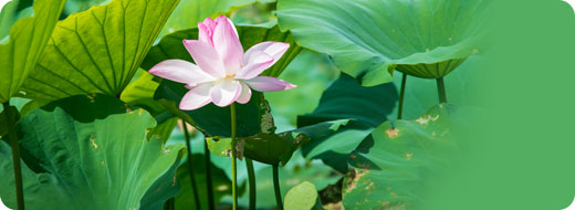 展示植物のご案内