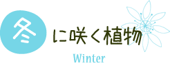 冬に咲く植物