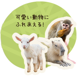 可愛い動物にふれあえる！