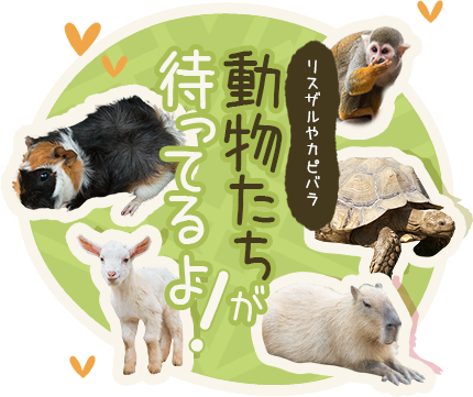 可愛い動物にふれあえる！