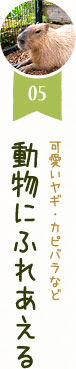 可愛いヤギ・カピバラなど動物にふれあえる