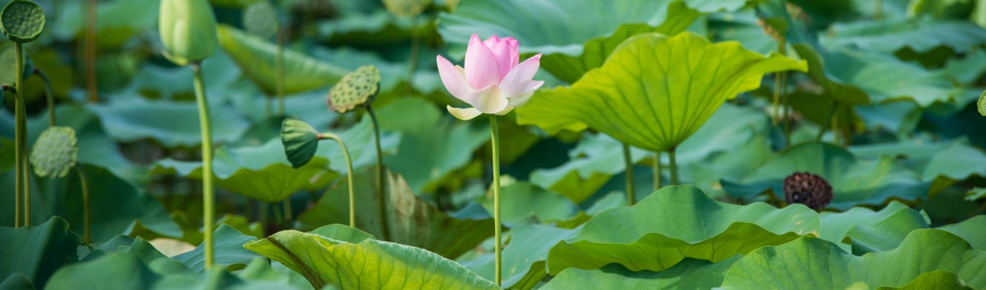 東南植物樂園